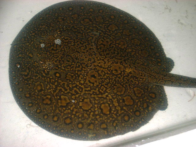 Potamotrygon sp. Mantilla