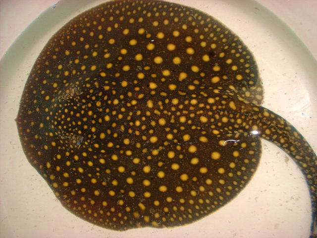 P. castexi Big yellow spots