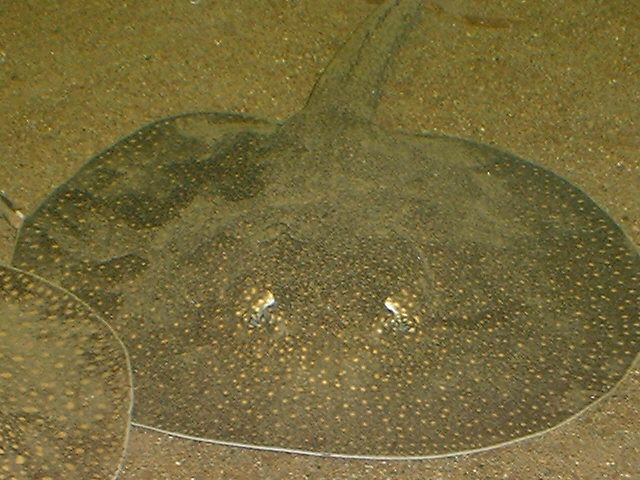 P. castexi Estrella