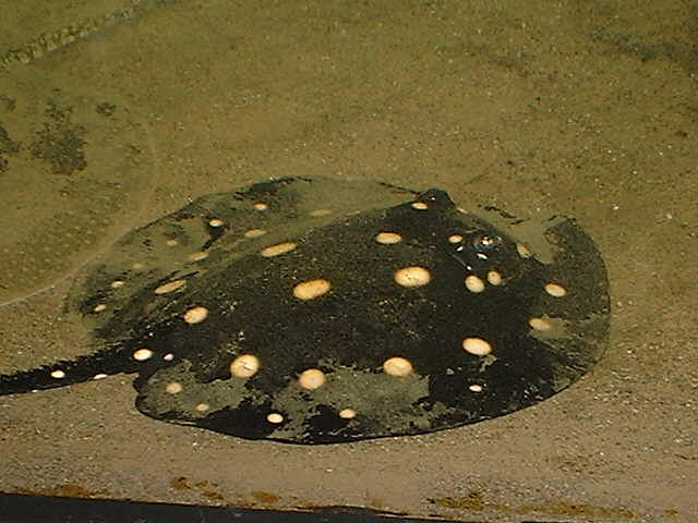 Potamotrygon leopoldi