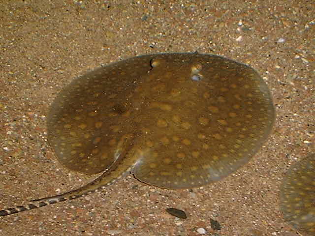 Potamotrygon spec.