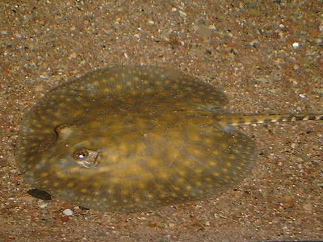 Potamotrygon spec.