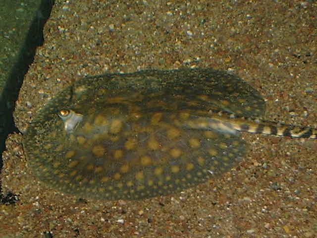 Potamotrygon spec.