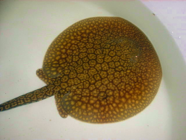 Potamotrygon castacensis