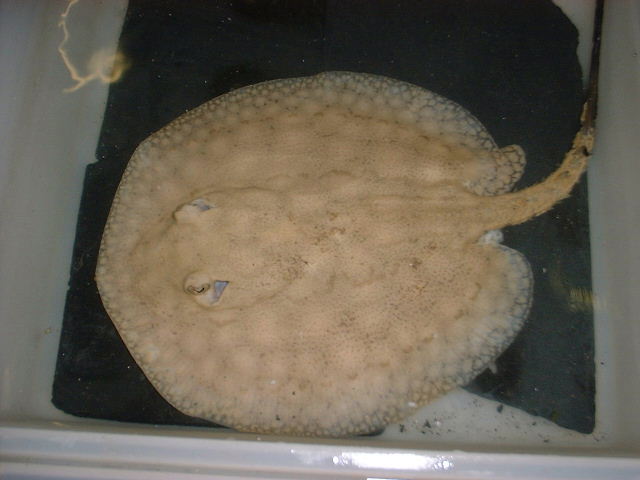 Potamotrygon scobina