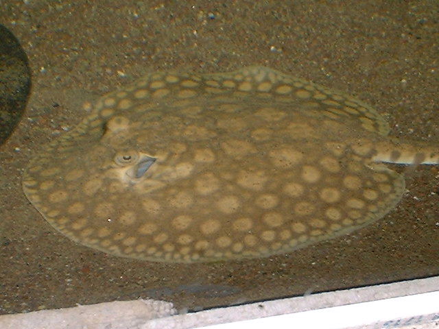 Potamotrygon constellata