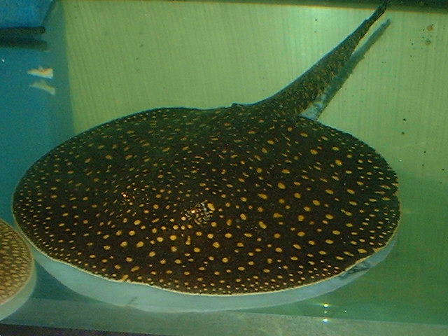 Potamotrygon castexi Dark Otorongo