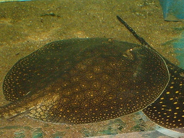 Potamotrygon castexi 
