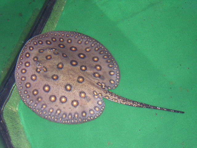 Potamotrygon motoro 