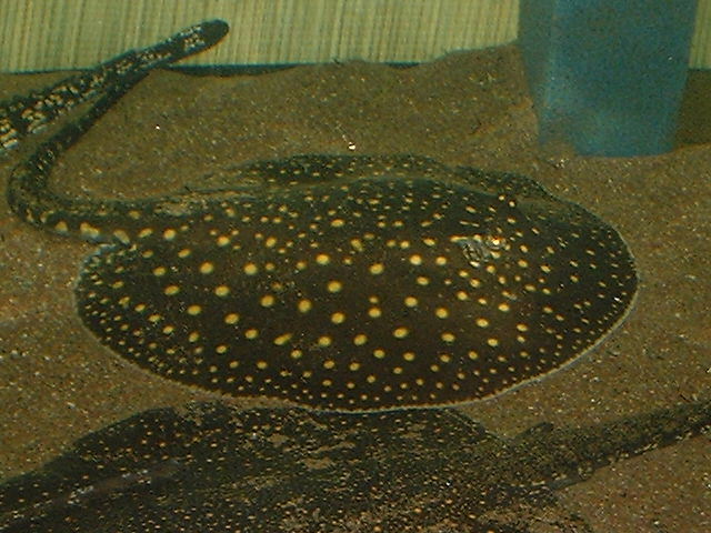 Potamotrygon castexi Dark Otorongo