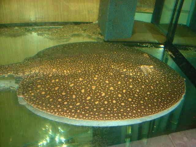 Potamotrygon castexi Galaxia  Otorongo