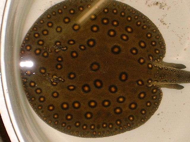 Potamotrygon motoro 