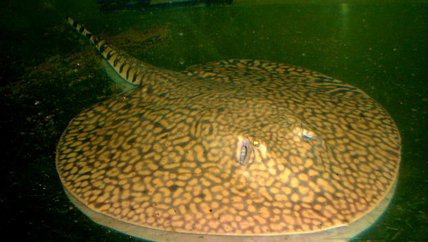 Potamotrygon menchacai