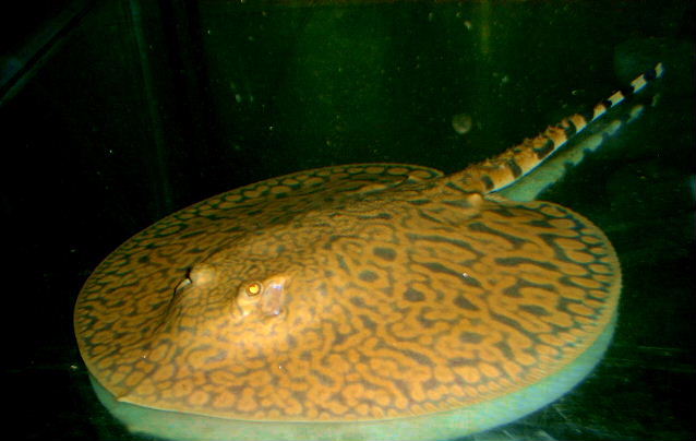 Potamotrygon menchacai