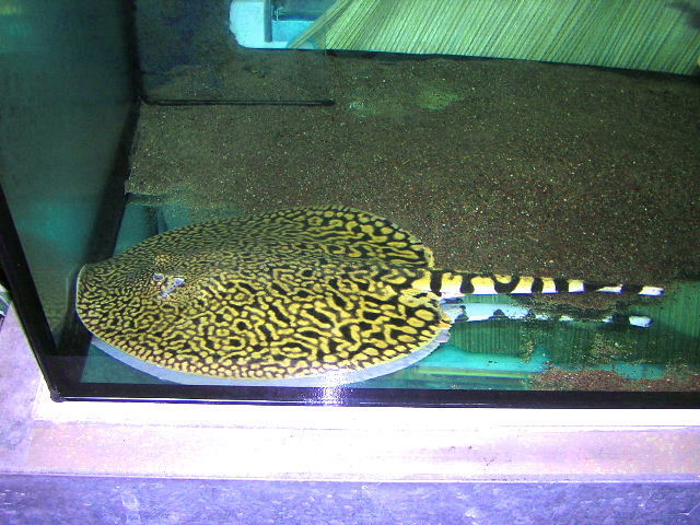 Potamotrygon menchacai
