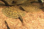 Potamotrygon sp. Pearl-ray