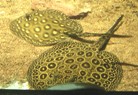 Potamotrygon sp. Pearl-ray