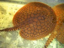 Potamotrygon cf. orbignyi Atabapo Red