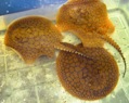 Potamotrygon cf. orbignyi Atabapo Red