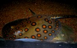 Potamotrygon motoro Orange spot 