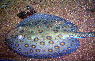 Potamotrygon motoro Blue