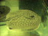 Potamotrygon spec. Mosaic