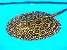 Potamotrygon sp. Pearl-ray