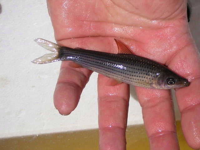 Anostomus sp. 