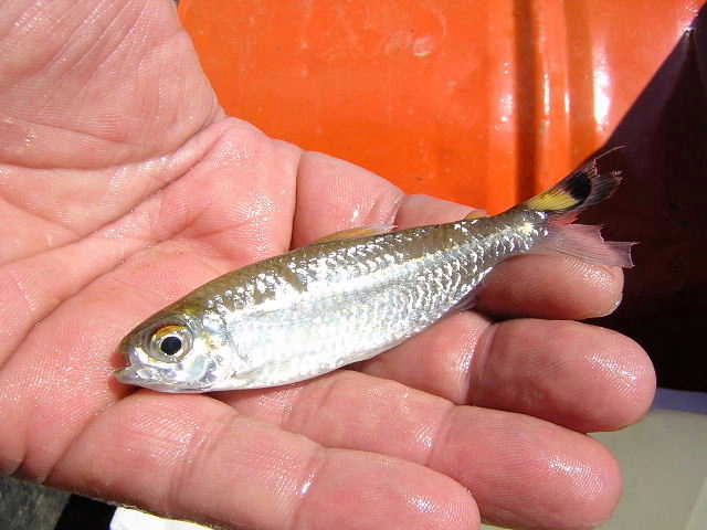 Bryconops cf. giacopinnii