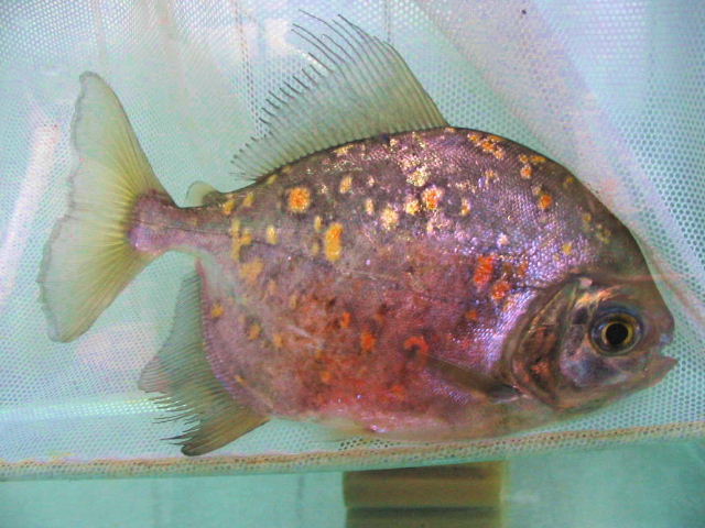 Myleus rubripinnis luna