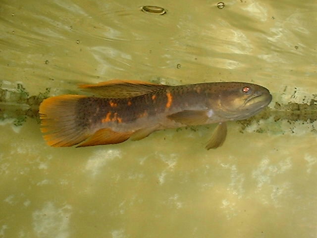 Erythrinus sp. Peru