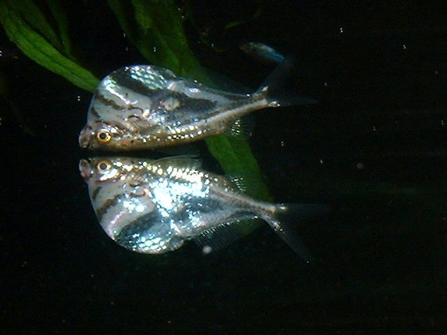 Carniguella strigata
 