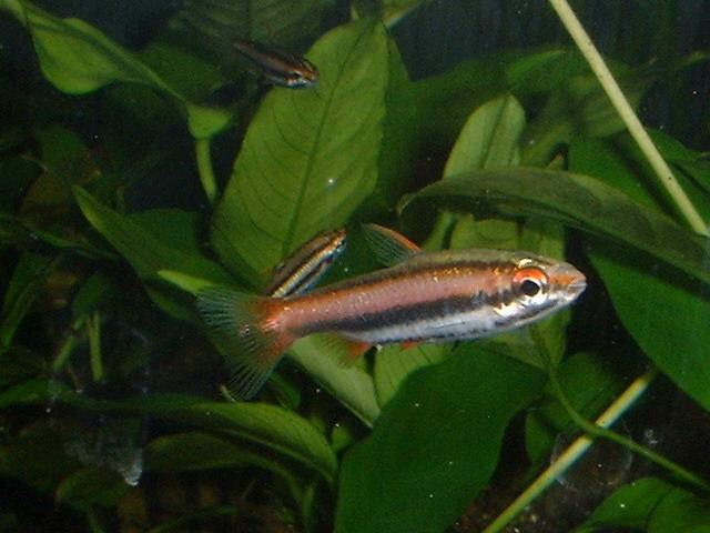 Nannostomus mortenthaleri 