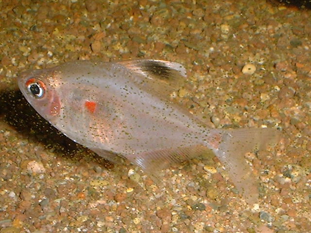 Hyphessobrycon erythrostigma  