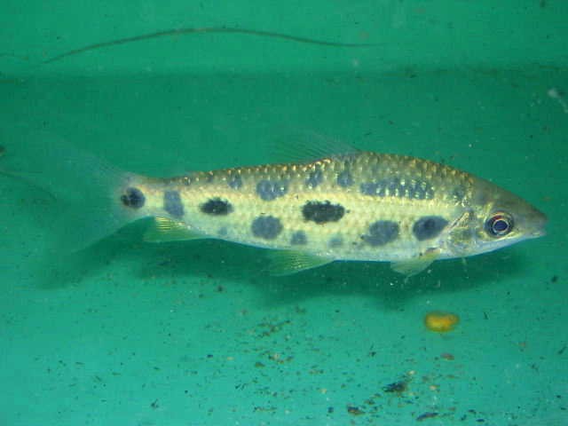 Leporinus cf. maculatus