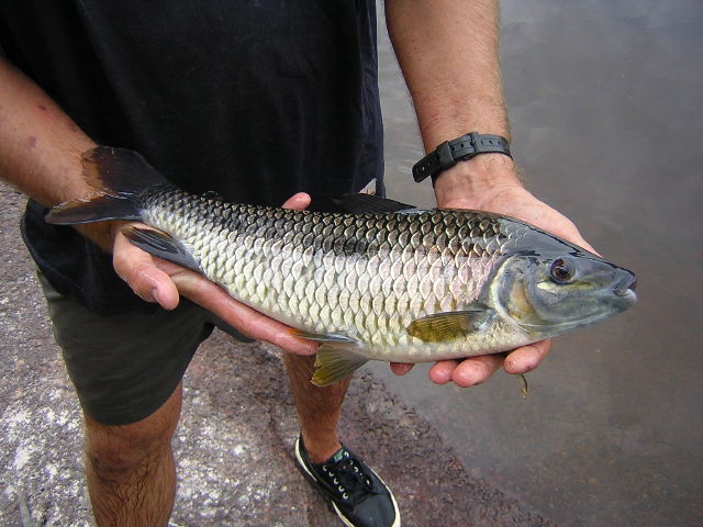 Leporinus cf. friderici