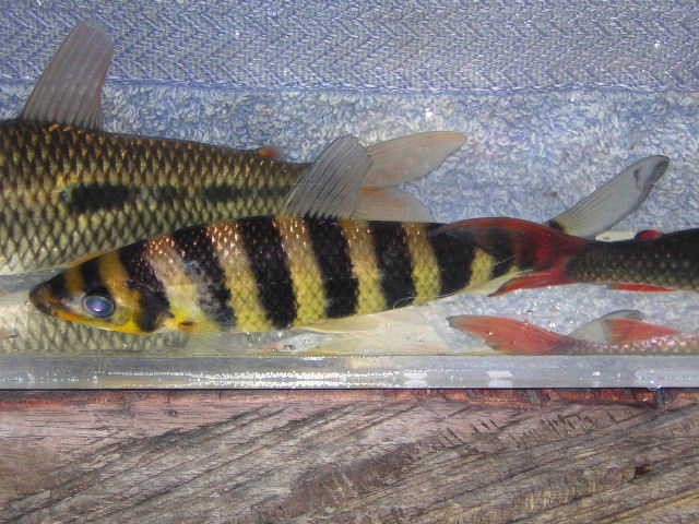 Leporinus fasciatus