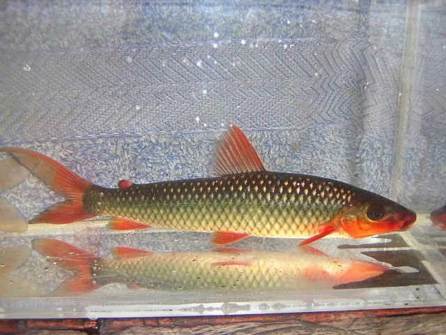 Leporinus brunnei