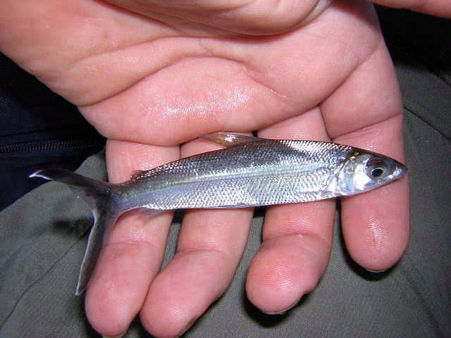 Hemiodus immaculatus