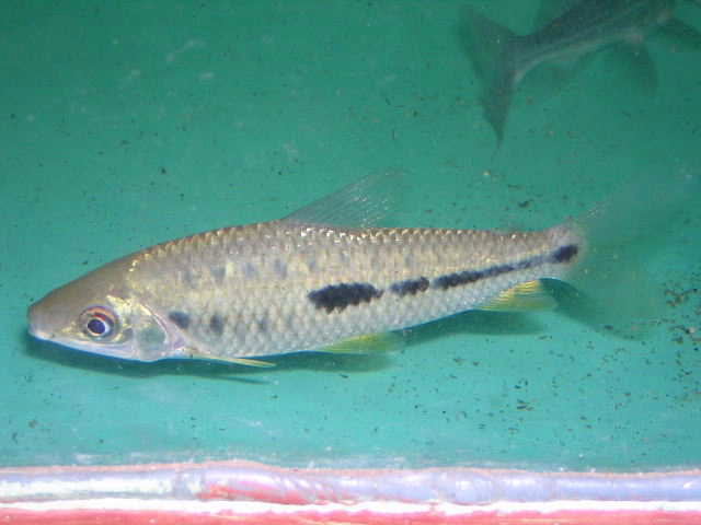 Leporinus sp.