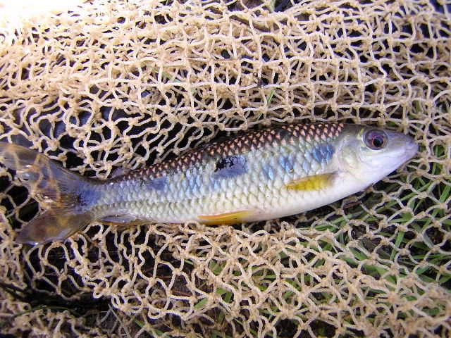 Leporinus cf. friderici Llianos