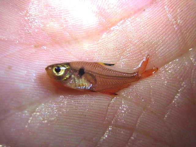 Hyphessobrycon sweglesi Llianos