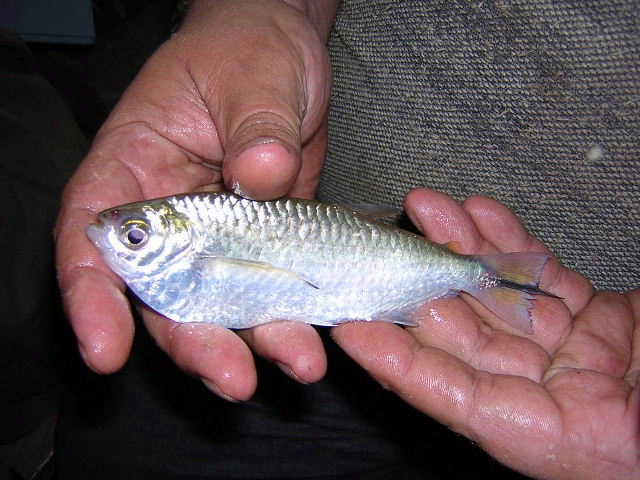 Triporthus angulatus
