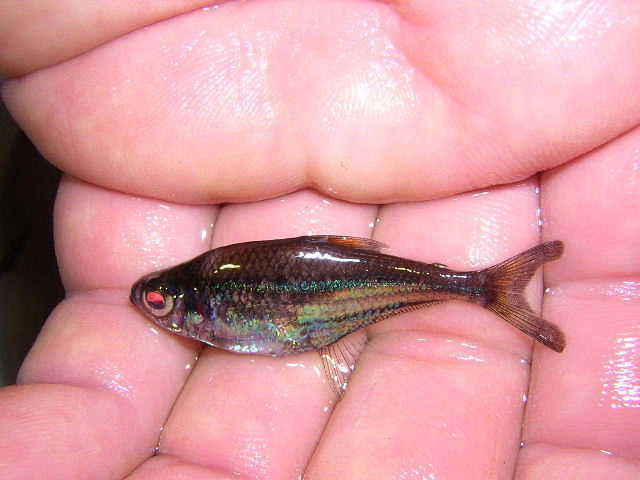 Heterocharax microlepis