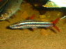 Anostomus anostomus