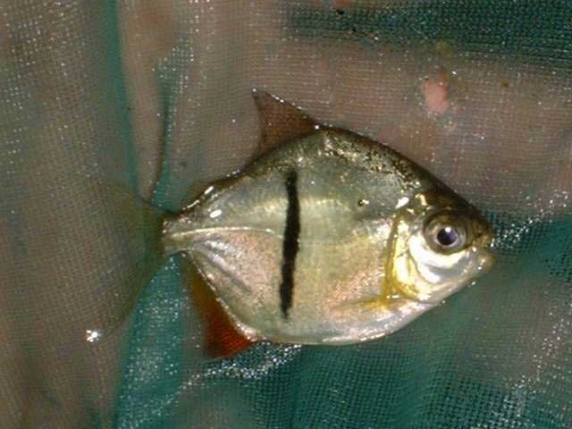 Myleus schomburgkii