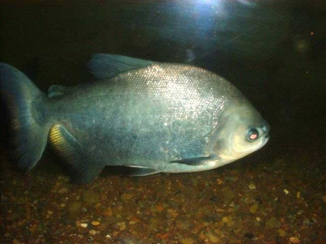 Colossoma brachypomus