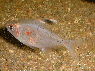Hyphessobrycon erythrostigma