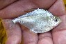 Ctenobrycon spilurus