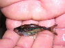 Heterocharax microlepis